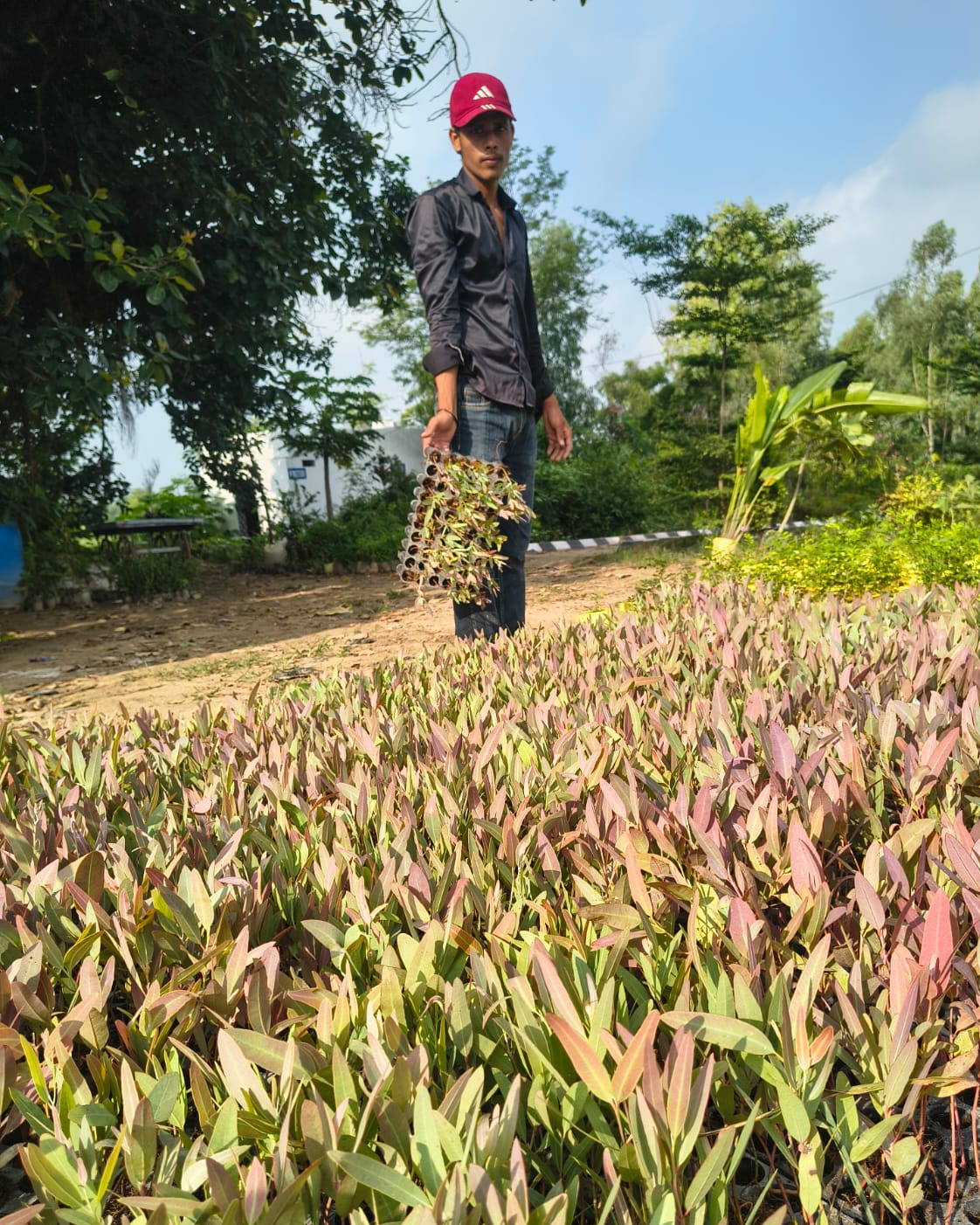 Muringa Plant